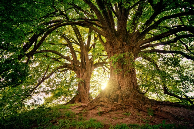 Growing trees, symbolizing boundaries that are maintained and modeled over time for children